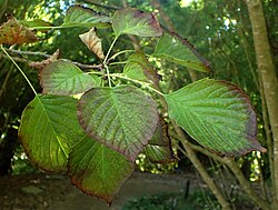 Euptelea polyandra kz1.jpg