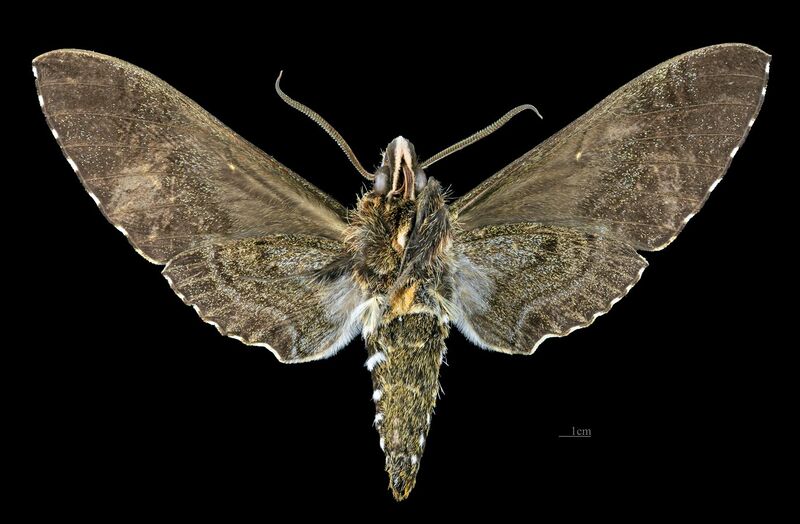 File:Euryglottis aper MHNT CUT 2010 0 303 Osayacu Napo Ecuador (F.melanique) male ventral.jpg