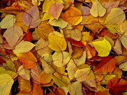 Fall Leaves (199582361).jpeg