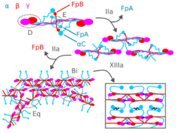 Fibrinogen to fibrin coagulation.svg