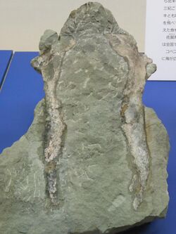 Fossil of sternum of Copepteryx from Kitahata Karatsu Japan.JPG