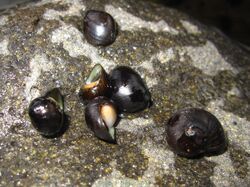 Freshwater gastropod(unidentified)-Reunion-2.jpg