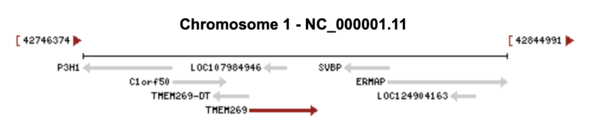 Map of loci and genes nearby TMEM269 on Chromosome 1 in Humans