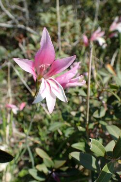 Gladiolus triphyllus kz4.jpg