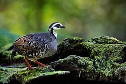 Gray-breasted Partridge 0A2A3088.jpg