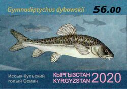 Gymnodiptychus dybowskii 2020 stamp of Kyrgyzstan.jpg