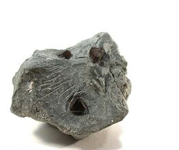 Hauerite-mun05-64a.jpg