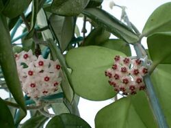 Hoya-kerrii flowers op.jpg