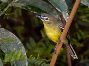 Inezia subflava - Amazonian inezia, Anavilhanas National Park, Novo Airão, Amazonas, Brazil.jpg