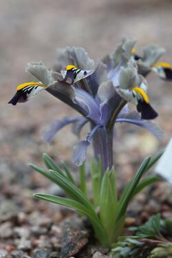 Iris stenophylla GotBot 2015 002.JPG