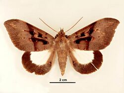 Ischyja albata male dorsal.jpg