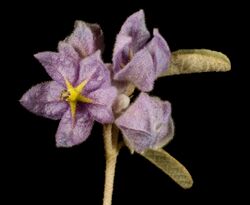 Keraudrenia velutina subsp. elliptica - Flickr - Kevin Thiele (1).jpg