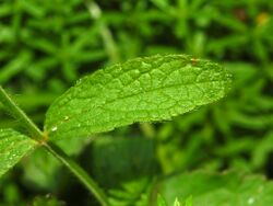 Lamiaceae - Stachys recta-1.JPG