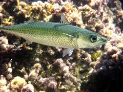 Atlantic chub mackerel swimming