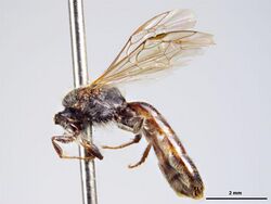 Lasioglossum mataroa m.jpg