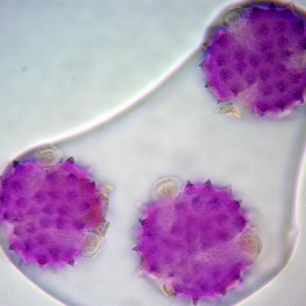 File:Ligularia Pollen.jpg