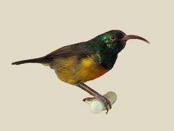 Loveridges Sunbird specimen RWD.jpg
