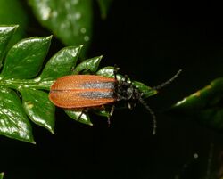 Lycidae Binsar.jpg