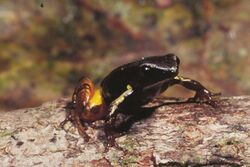 Mantella bernhardi 03.jpg