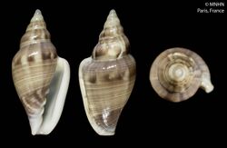 Marginella emmae (MNHN-IM-2000-560).jpeg