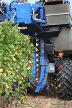 Mechanical harvester in Lombardy.jpg