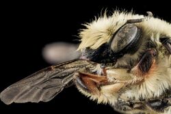 Megachile mucida, M, Face, NC, Moore Co 2013-09-25-19.04.43 ZS PMax (9959614966).jpg