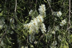 Melaleuca tamariscina flowers.jpg