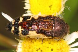 Metallic Wood-boring Beetle - Acmaeodera pulchella, Patuxent National Wildlife Refuge, Laurel, Maryland.jpg