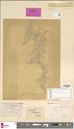 Naturalis Biodiversity Center - L.4026263 - Sargassum tortile C.Agardh - Sargassaceae - Plant type specimen.jpeg