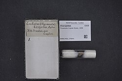Naturalis Biodiversity Center - RMNH.MOL.276641 - Thysanota hispida Sykes, 1898 - Charopidae - Mollusc shell.jpeg