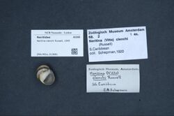 Naturalis Biodiversity Center - ZMA.MOLL.313691 - Neritina clenchi Russell, 1940 - Neritidae - Mollusc shell.jpeg