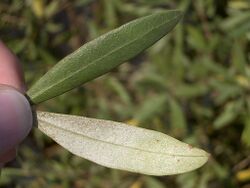 Olive-tree-leaf-0.jpg