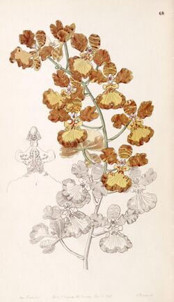 Oncidium gardneri (as Oncidium curtum) - Edwards vol 33 (NS 10) pl 68 (1847).jpg