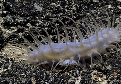 Oneirophanta sp cropped.png