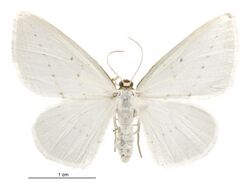 Orthoclydon praefectata female.jpg