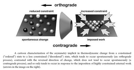 A cartoon characterization of the asymmetry implicit in thermodynamic change from a constrained ("ordered") state to a less constrained ("disordered") state, which tends to occur spontaneously (an orthograde process), contrasted with the reversed direction of change, which does not tend to occur spontaneously (a contragrade process), and so only tends to occur in response to the imposition of highly constrained external work (arrows in the image on the right).