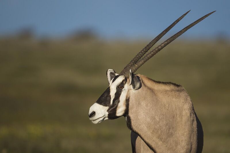 File:Oryx gazella - Etosha 2014.jpg