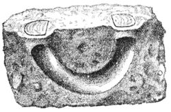 PSM V38 D203 Section view of the curved burrow of stothis astuta.jpg