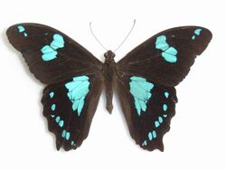 Papilio manlius Fabricius, 1798.jpg