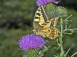 Papilionidae - Papilio machaon-003.JPG