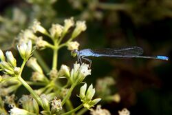 Paracercion calamorum (Dusky Lilysquatter) male.jpg