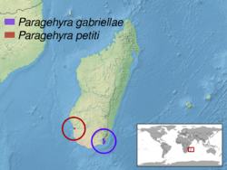 Paragehyra sp. distribution.png