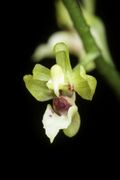 Phalaenopsis mirabilis (Seidenf.) Schuit., OrchideenJ. 14 62 (2007) (50268824498).jpg