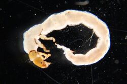 Phylocentropus larva.jpg