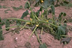 Phytophthora Blight on Pumpkin.jpg