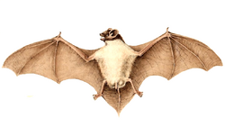 Pipistrellus rueppellii.png