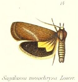 Pl.1-14-Miscera mesochrysa (Lower, 1903) (Sagalassa).jpg