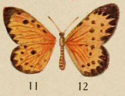 Pl.12-11-Pentila clarensis=Pentila pauli Staudinger, 1888.JPG