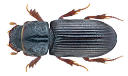 Pleurophorus caesus (Creutzer, 1796) (19552500278).png