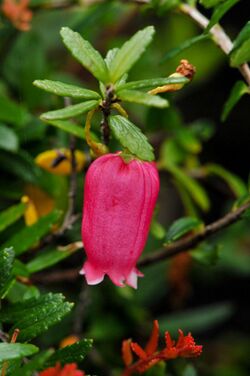 Prionotes cerinthoides single flower.jpg